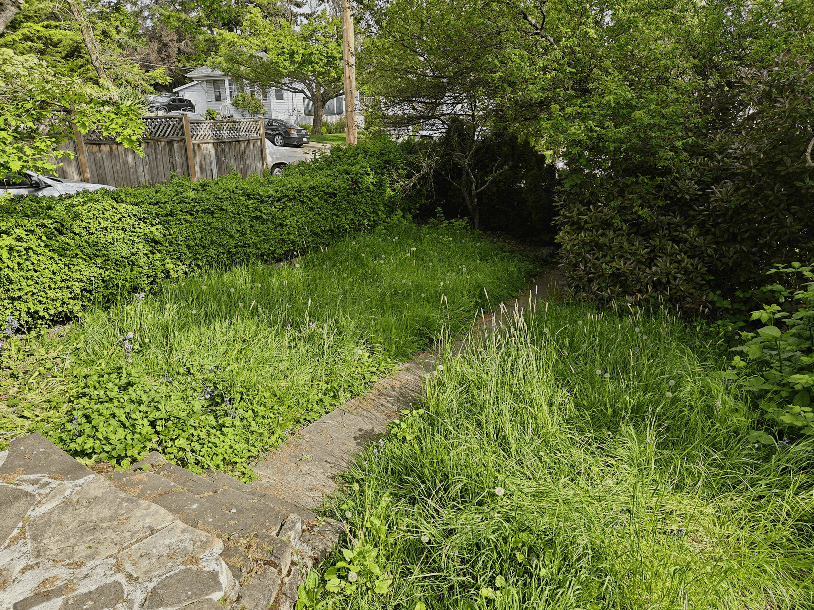 Before - Garden transformation